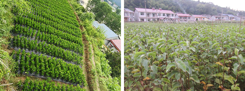 湖南双银水果种苗专业合作社,苗木基地,果树园艺,苗木培育